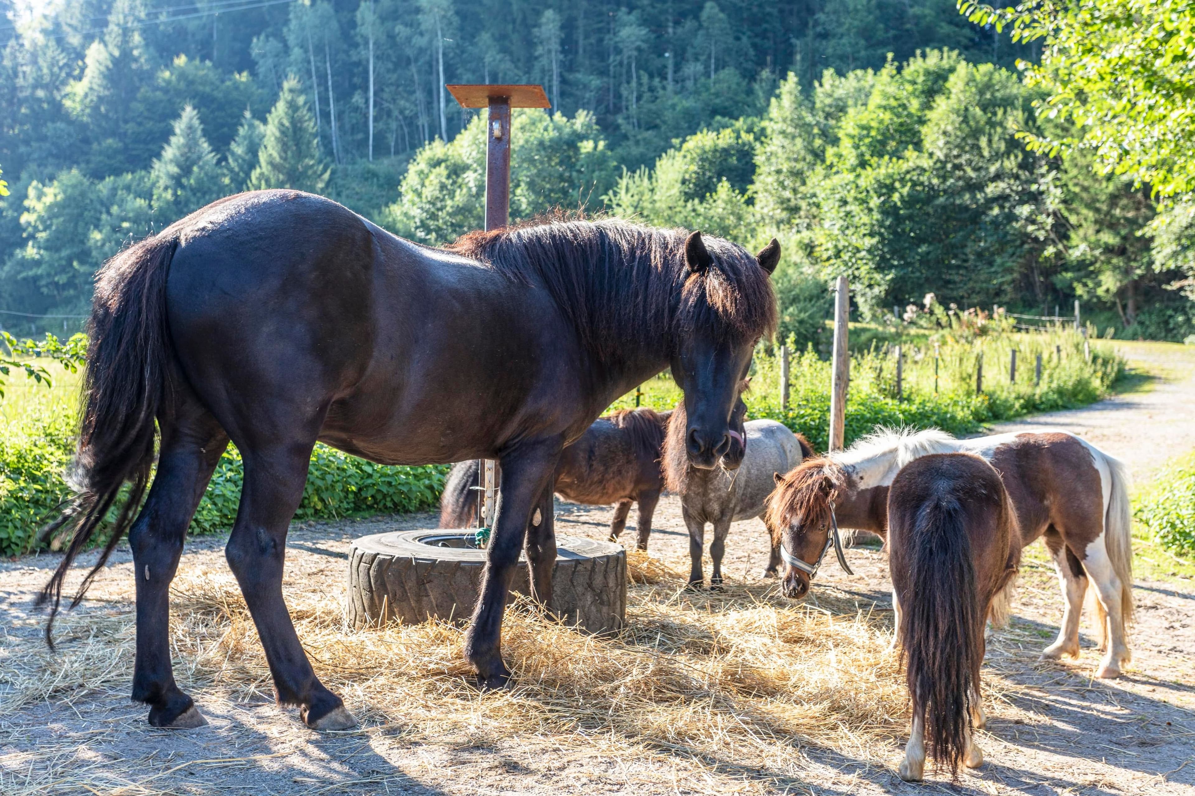 Obermühlhof - Ferienwohnung Leinen - Image 4
