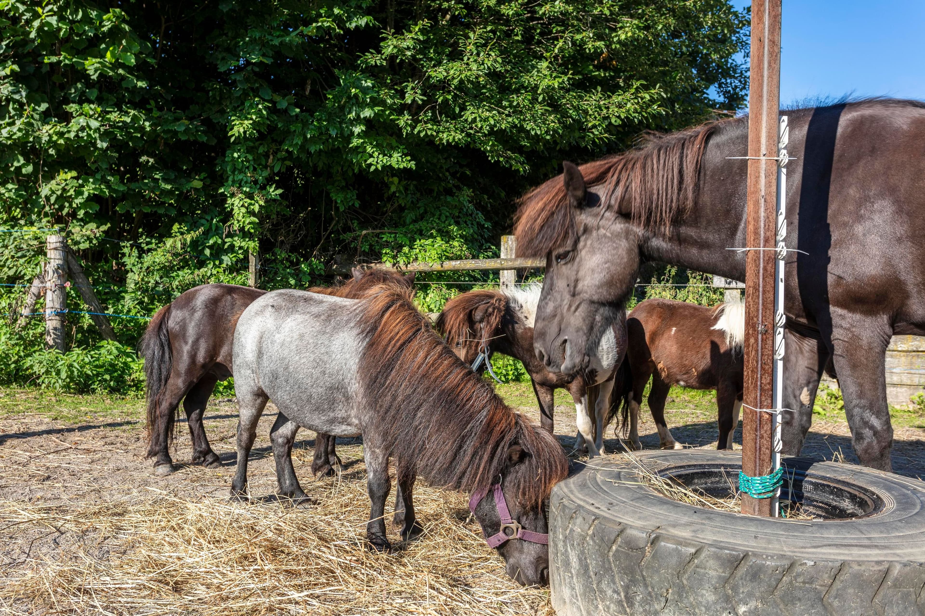 Obermühlhof - Ferienwohnung Leder - Image 5